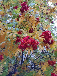 IMG_20241031_110021390.jpg