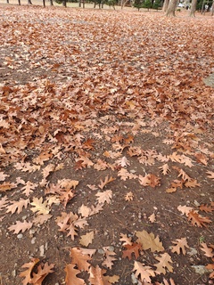 IMG_20241202_111039048.jpg