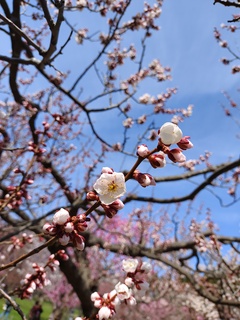 IMG_20250428_100458569.jpg
