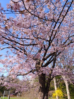IMG_20250430_160445767.jpg