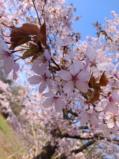 IMG_20250430_160502833.jpg