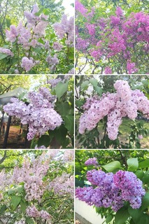 20250519_185357-COLLAGE.jpg