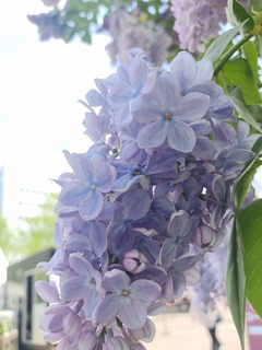 IMG_20250519_102726695.jpg